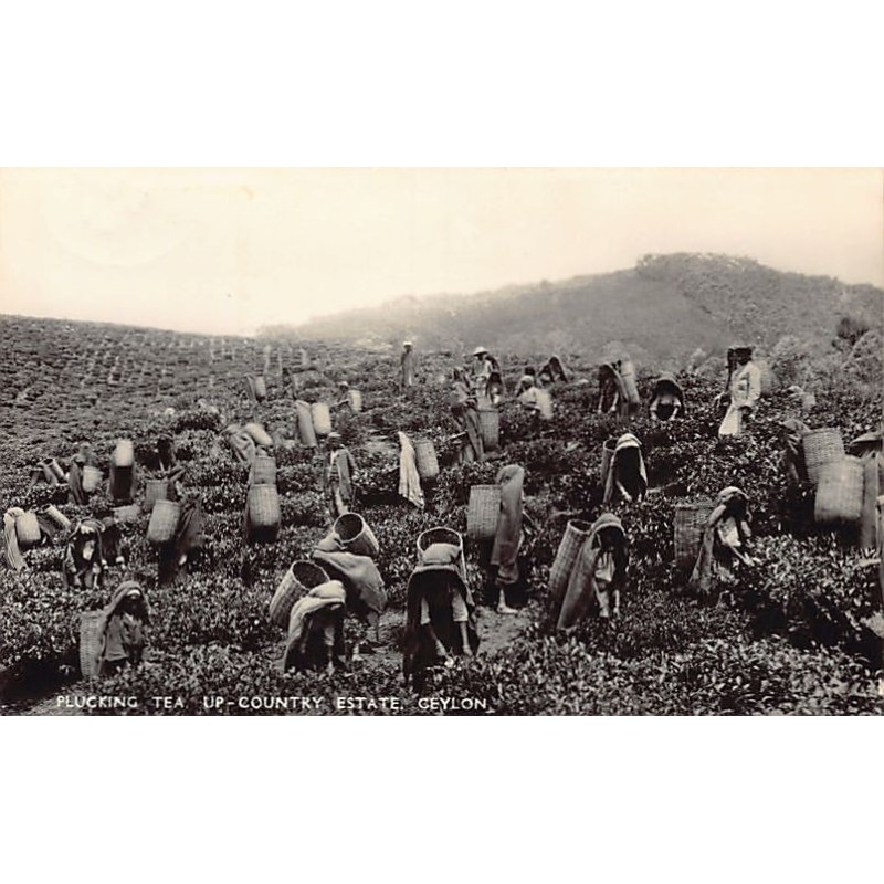 Rare collectable postcards of Sri Lanka (Ceylon). Vintage Postcards of Sri Lanka (Ceylon)