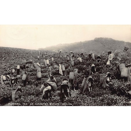 Rare collectable postcards of Sri Lanka (Ceylon). Vintage Postcards of Sri Lanka (Ceylon)