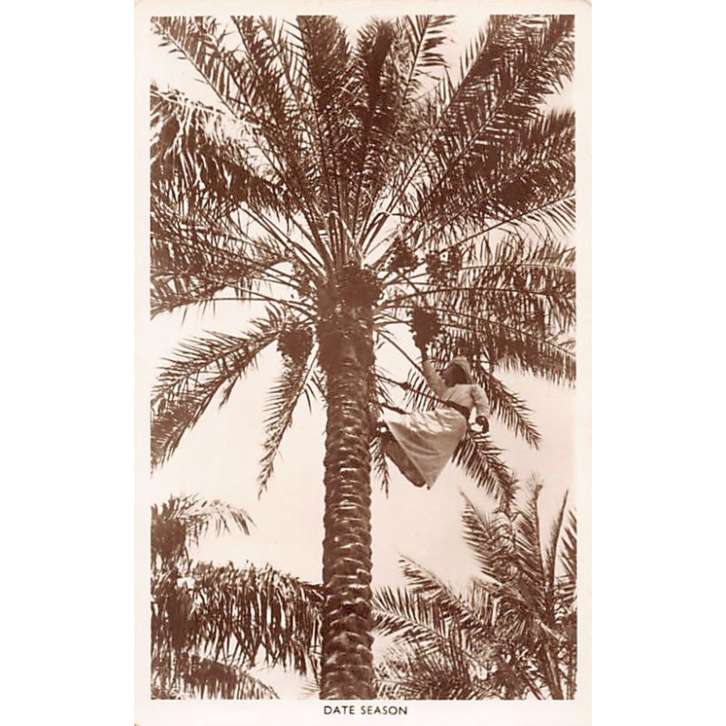 Rare collectable postcards of Bahrain. Vintage Postcards of Bahrain