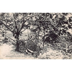 Rare collectable postcards of Martinique. Vintage Postcards of Martinique