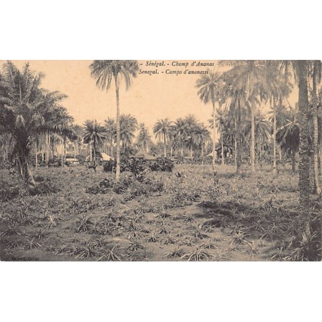 Rare collectable postcards of Senegal. Vintage Postcards of Senegal