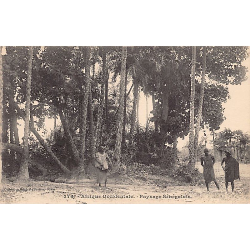 Rare collectable postcards of Senegal. Vintage Postcards of Senegal
