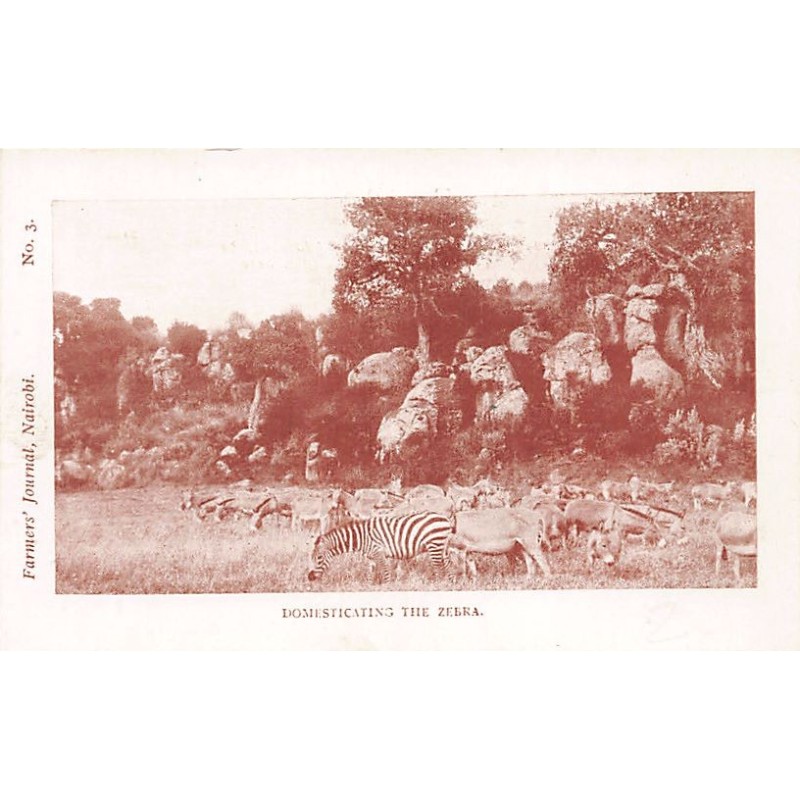 Rare collectable postcards of Kenya. Vintage Postcards of Kenya