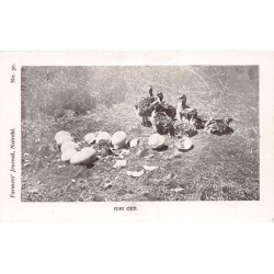 Rare collectable postcards of Kenya. Vintage Postcards of Kenya