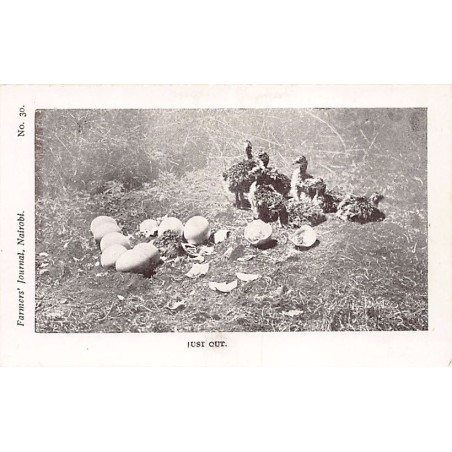 Rare collectable postcards of Kenya. Vintage Postcards of Kenya