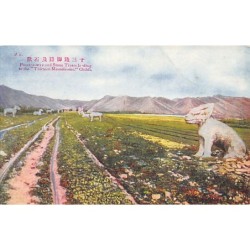Rare collectable postcards of China. Vintage Postcards of China