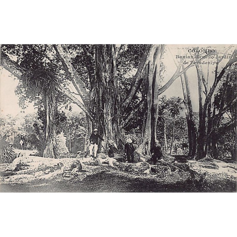 Rare collectable postcards of Sri Lanka (Ceylon). Vintage Postcards of Sri Lanka (Ceylon)