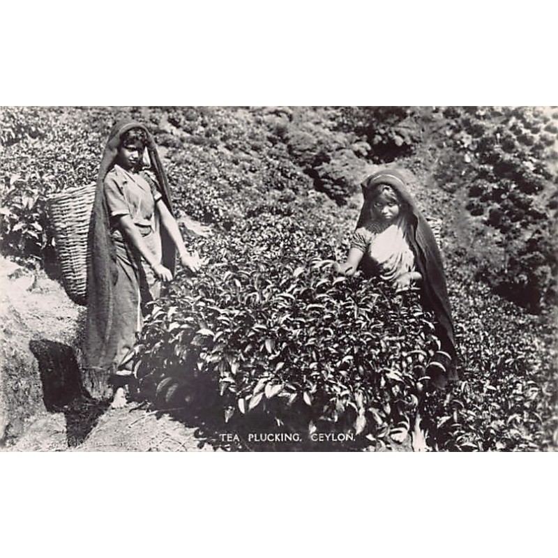 Rare collectable postcards of Sri Lanka (Ceylon). Vintage Postcards of Sri Lanka (Ceylon)