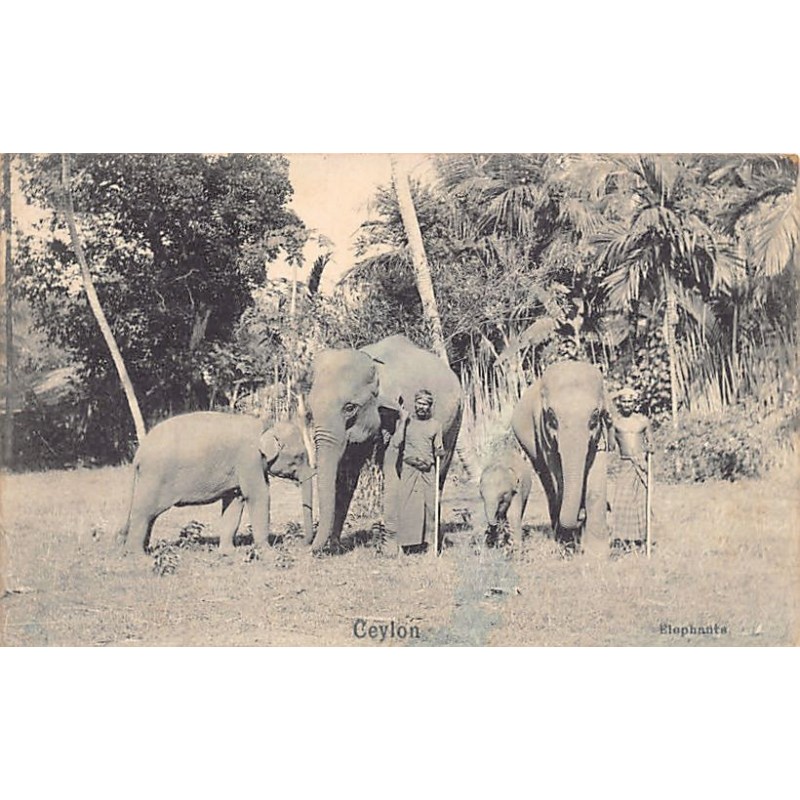 Rare collectable postcards of Sri Lanka (Ceylon). Vintage Postcards of Sri Lanka (Ceylon)