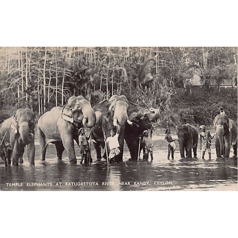 Rare collectable postcards of Sri Lanka (Ceylon). Vintage Postcards of Sri Lanka (Ceylon)