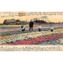 Rare collectable postcards of Netherlands. Vintage Postcards of Netherlands