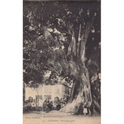 Rare collectable postcards of Guinea (Conakry). Vintage Postcards of Guinea (Conakry)