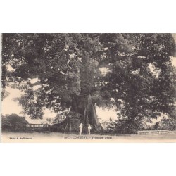 Rare collectable postcards of Guinea (Conakry). Vintage Postcards of Guinea (Conakry)