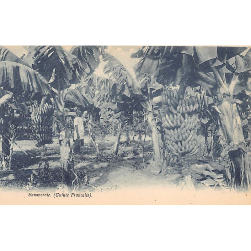 Rare collectable postcards of Guinea (Conakry). Vintage Postcards of Guinea (Conakry)