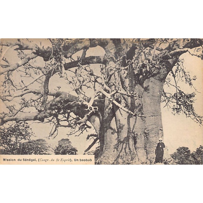 Rare collectable postcards of Senegal. Vintage Postcards of Senegal