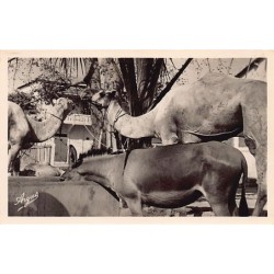 Rare collectable postcards of Senegal. Vintage Postcards of Senegal