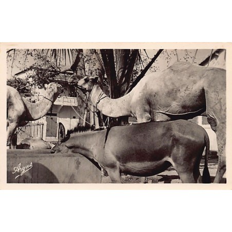 Rare collectable postcards of Senegal. Vintage Postcards of Senegal