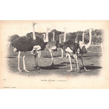 Rare collectable postcards of Algeria. Vintage Postcards of Algeria