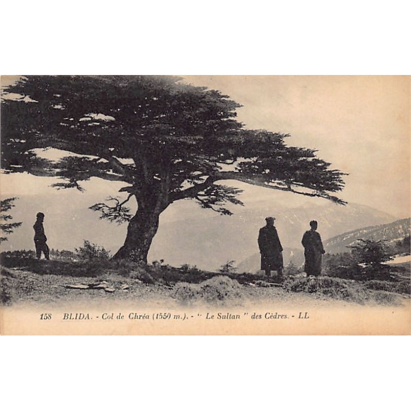 Rare collectable postcards of Algeria. Vintage Postcards of Algeria