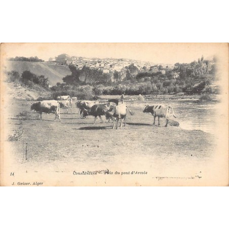 Rare collectable postcards of Algeria. Vintage Postcards of Algeria