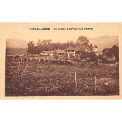 Rare collectable postcards of Tunisia. Vintage Postcards of Tunisia