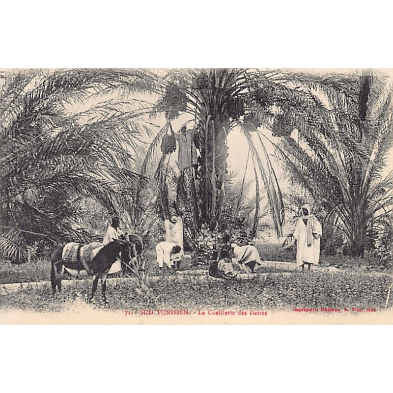 Rare collectable postcards of Tunisia. Vintage Postcards of Tunisia
