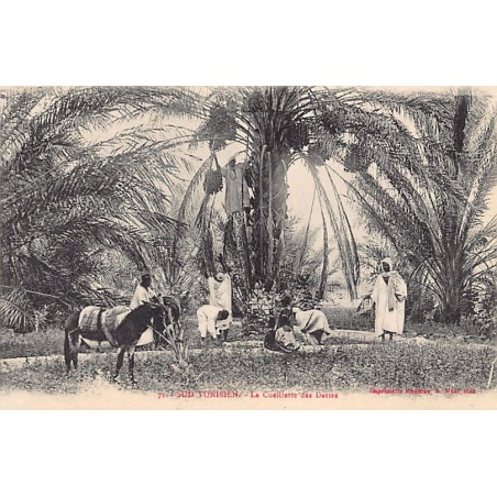 Rare collectable postcards of Tunisia. Vintage Postcards of Tunisia
