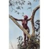 Rare collectable postcards of ETHNIC NUDE. Vintage Postcards of ETHNIC NUDE