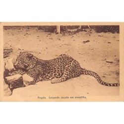 Rare collectable postcards of ANGOLA. Vintage Postcards of ANGOLA