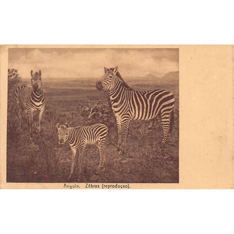 Rare collectable postcards of ANGOLA. Vintage Postcards of ANGOLA