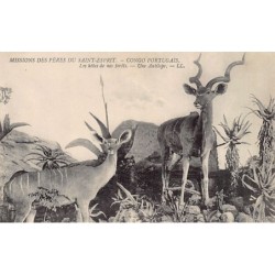 Rare collectable postcards of ANGOLA. Vintage Postcards of ANGOLA