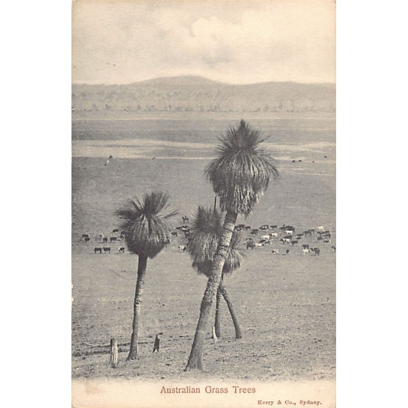 Rare collectable postcards of AUSTRALIA. Vintage Postcards of AUSTRALIA