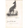 Rare collectable postcards of AUSTRALIA. Vintage Postcards of AUSTRALIA