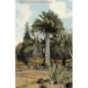 Rare collectable postcards of Australia. Vintage Postcards of Australia