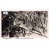 Rare collectable postcards of Australia. Vintage Postcards of Australia