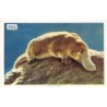 Rare collectable postcards of Australia. Vintage Postcards of Australia