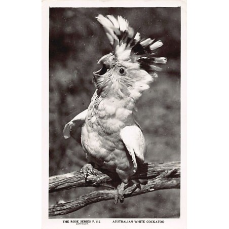 Rare collectable postcards of Australia. Vintage Postcards of Australia