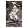 Rare collectable postcards of Australia. Vintage Postcards of Australia