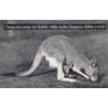 Rare collectable postcards of Australia. Vintage Postcards of Australia