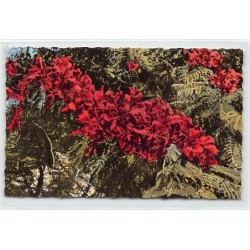 Rare collectable postcards of NEW CALEDONIA. Vintage Postcards of NEW CALEDONIA