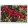 Rare collectable postcards of NEW CALEDONIA. Vintage Postcards of NEW CALEDONIA