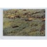Rare collectable postcards of NEW CALEDONIA. Vintage Postcards of NEW CALEDONIA