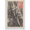 Rare collectable postcards of PAPUA NEW GUINEA. Vintage Postcards of PAPUA NEW GUINEA