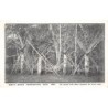 Rare collectable postcards of VANUATU. Vintage Postcards of VANUATU