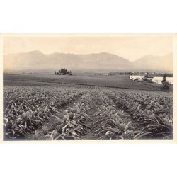 Rare collectable postcards of HAWAII. Vintage Postcards of HAWAII