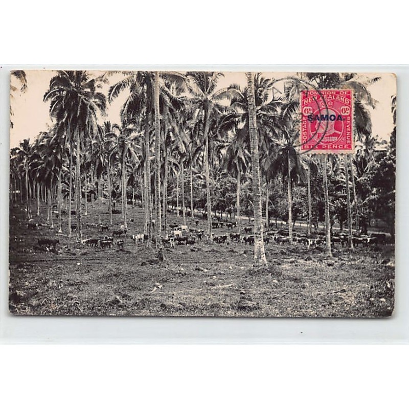 Rare collectable postcards of SAMOA. Vintage Postcards of SAMOA