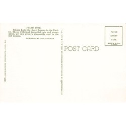 Rare collectable postcards of Fiji. Vintage Postcards of Fiji