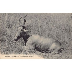Rare collectable postcards of Congo - Brazzaville. Vintage Postcards of Congo - Brazzaville