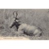 Rare collectable postcards of Congo - Brazzaville. Vintage Postcards of Congo - Brazzaville