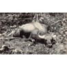 Rare collectable postcards of Singapore. Vintage Postcards of Singapore